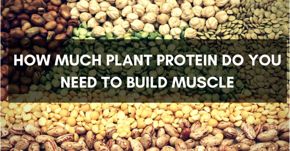 plant protein
