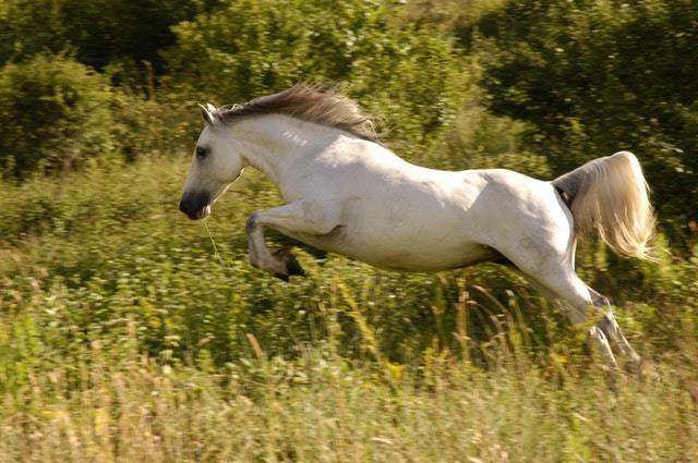 horse horse