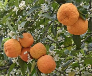 oranges