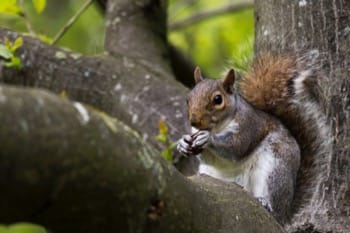 Squirrel eating nuts
