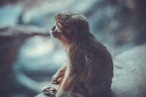sad monkey