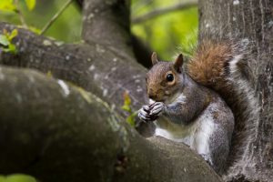 squirrel eating