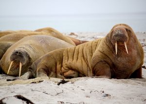sea lions