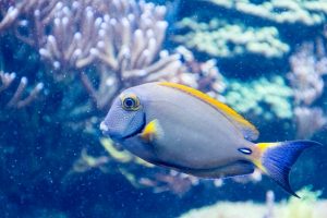 fish in water