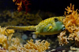 sea weed and fish