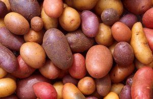 fruits