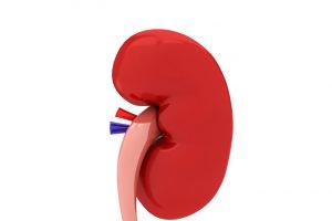 kidneys