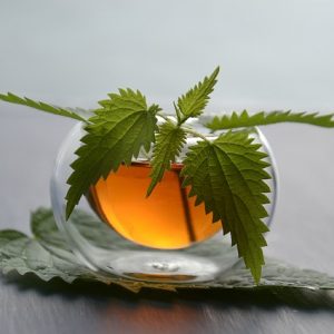 Green Tea Extract