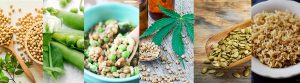 plant protein
