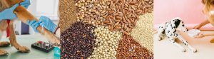 Best vegan dog food FAQ