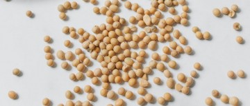 best soy protein powder