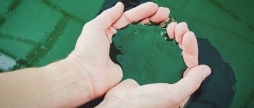 best spirulina supplements