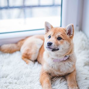 dog sitting on floor