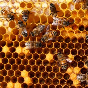 bees making honey