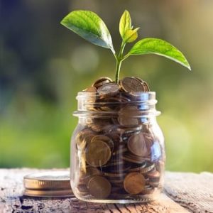 money plant