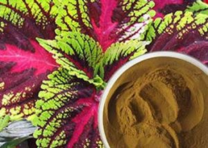 Coleus Forskohlii