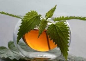 Green Tea Leaf Extract