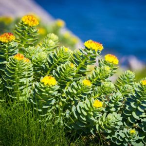 Rhodiola Rosea