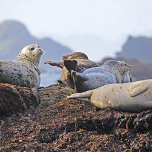 seals