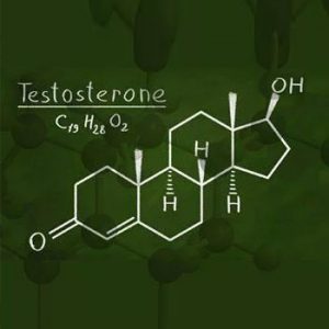 testosterone