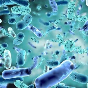 probiotics