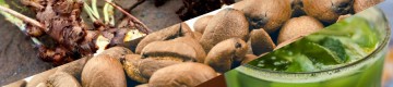 Rhodiola Roots, Coffee Beans and Green Tea