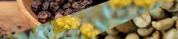 bipherine, rhodiola flower, green coffee beans