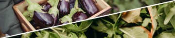 egg plants in a tray and spinach leaves