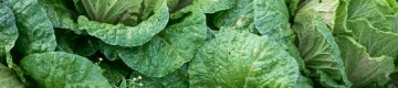 freshly harvested cabbages