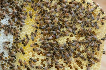 bees