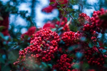 Schisandra berry health benefits