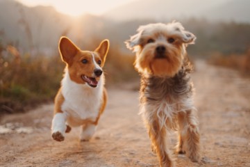 Can Dogs Be Vegan?