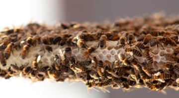 What Are The Health Benefits of Beeswax?