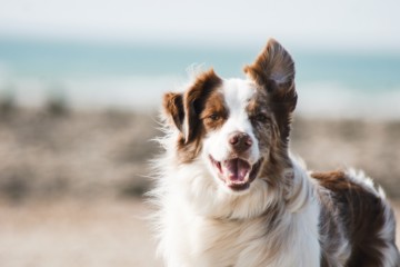 How to Feed Your Dog Sustainably