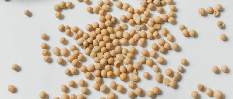best soy protein powder